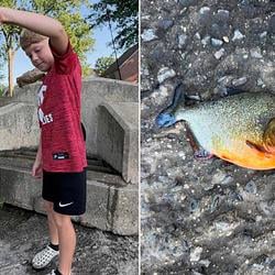 Piranha