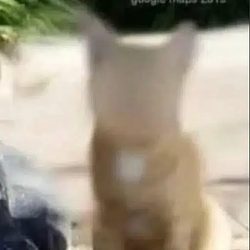 ZCAT