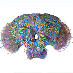 JANELIA