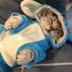 CatShark / SOL