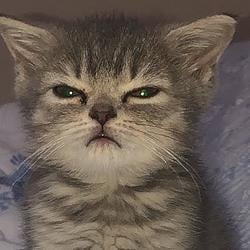 GRUMPY / SOL