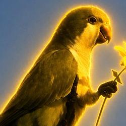 PARROT