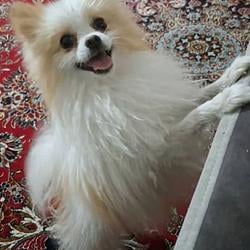 Dorfi