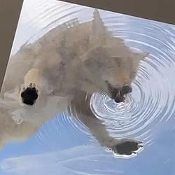 skyyote