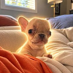 Dolly