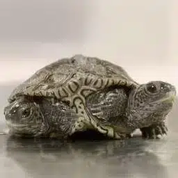 2URTLE / SOL