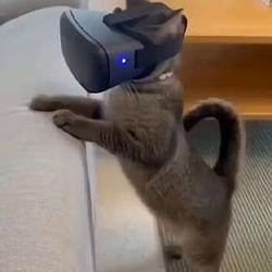 涩涩小猫 / BNB