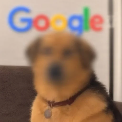 pDOG