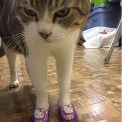 HANKI
