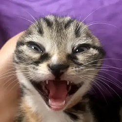POPCAT
