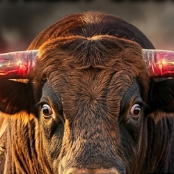 TORO