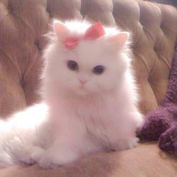princess / SOL