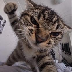 kitty