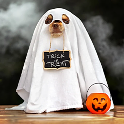 HALLOWINU