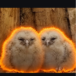 OWLS
