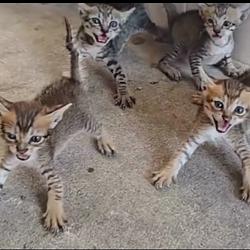 $MEOW