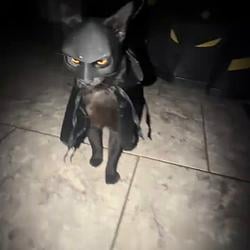 BATCAT / SOL