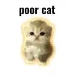 POORCAT