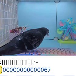 pigeon / SOL