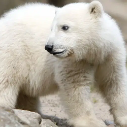 PolarBear