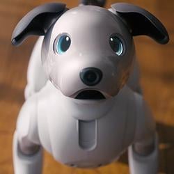 AIBO