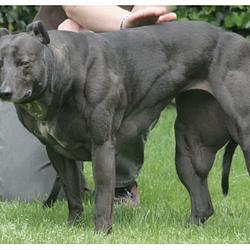GIGADOG