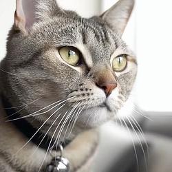 MEOW on Zora logo