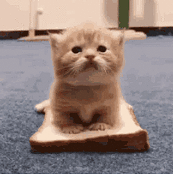 BREADCAT / SOL