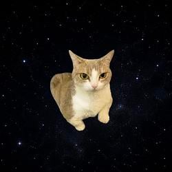 Space Cat / SOL