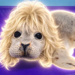 Dolly