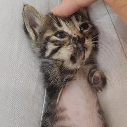 功夫小猫 / BNB