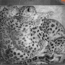 CUDDLEBUGS