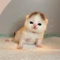 kittpidd / SOL
