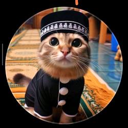 CAT HABIBI