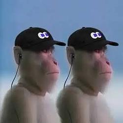 TWO APES