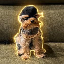 Rex / SOL