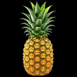PINE