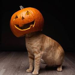 PUMPKIN
