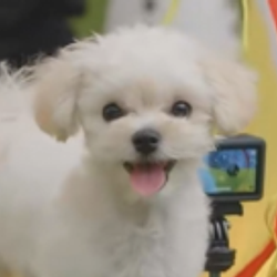 뽀뇨