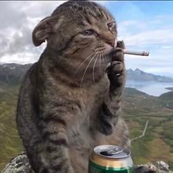 crisiscat