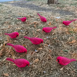 Pigeons
