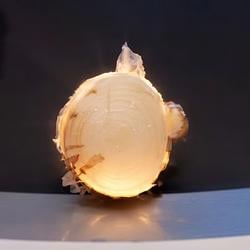 Onion / SOL