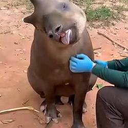 TAPIR