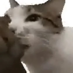 bitecat