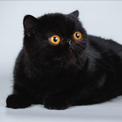 ADIFCAT