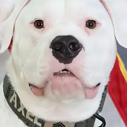 Axel