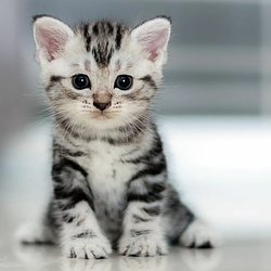 KITPUMP