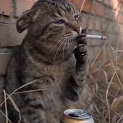 TRENCHCAT