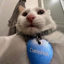 cumshot