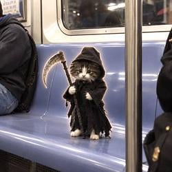 KittyReaper
